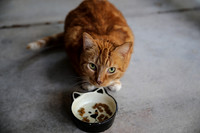 Torgo the Cat