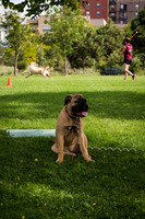 Commons Park West Dog