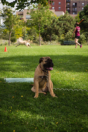 Commons Park West Dog