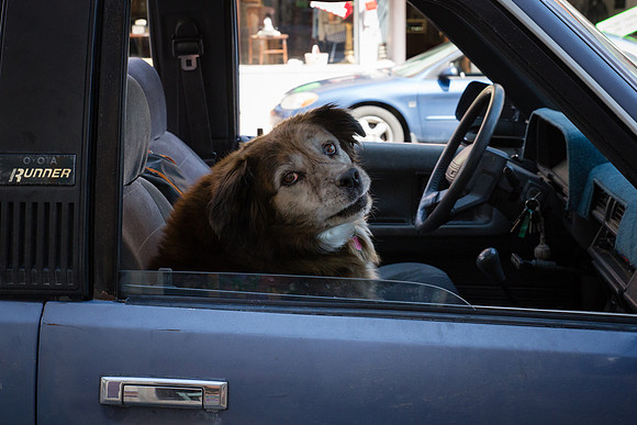 Doggie