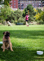 Commons Park West Dog