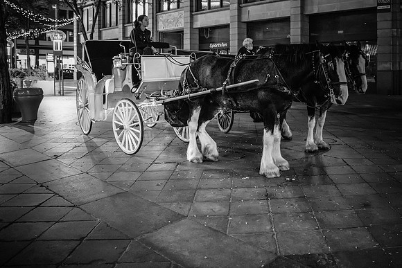 16th Street Horses