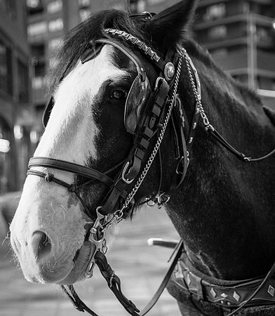 16th Street Horse