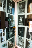 Day 9 - Kitty Cat Store Window