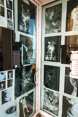 Day 9 - Kitty Cat Store Window