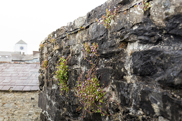 Sligo Abbey