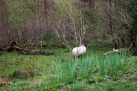 Sheep at Eagle Rock Cottage