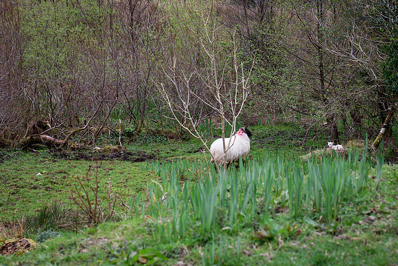 Sheep at Eagle Rock Cottage