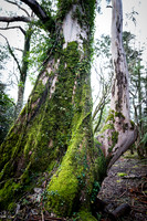 The Primeval Forest at Kell's Bay