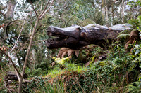 The Primeval Forest at Kell's Bay