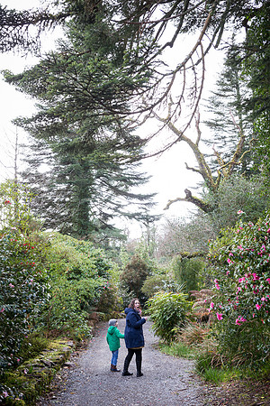 The Primeval Forest at Kell's Bay