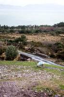 Michael's Kerry Rental House