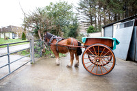 Gap of Dunloe Horse Carriage