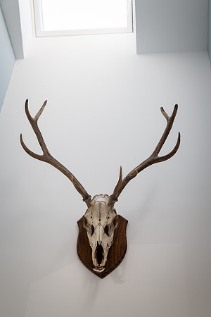 Deer Skull