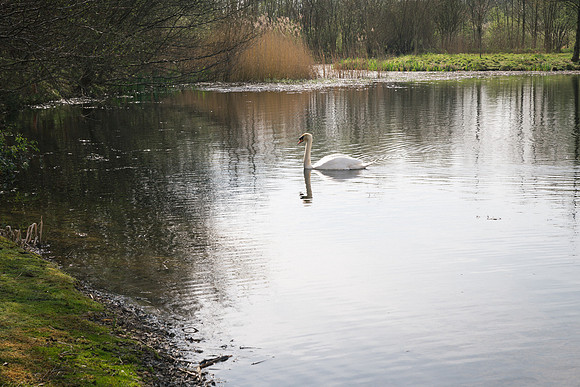 Oakfield Park Swan