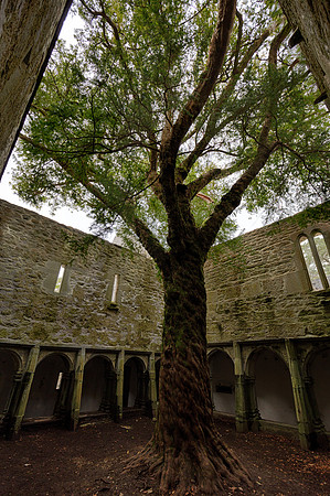 Muckross Abbey