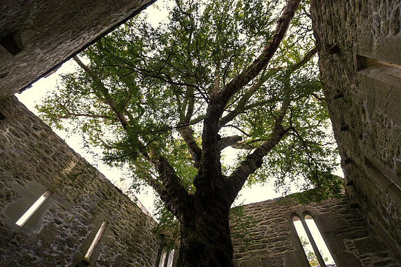 Muckross Abbey