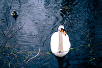 Ross Castle Goose