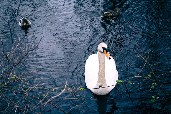 Ross Castle Goose