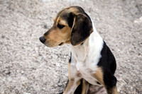 Day 6 - Sicilian Dog