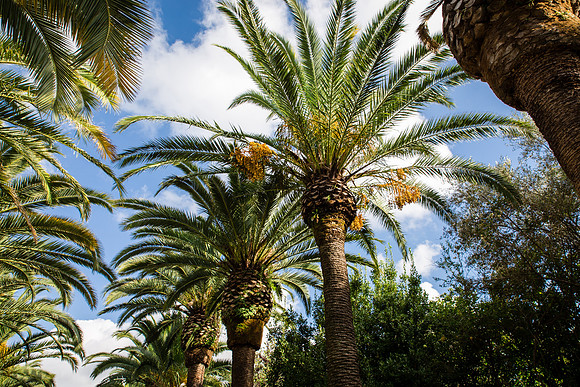 Day 10 - Garden Ibleo Palm Trees