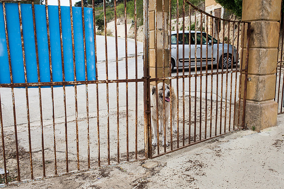 Day 3 - Wild dog at Ruderi Di Poggioreale