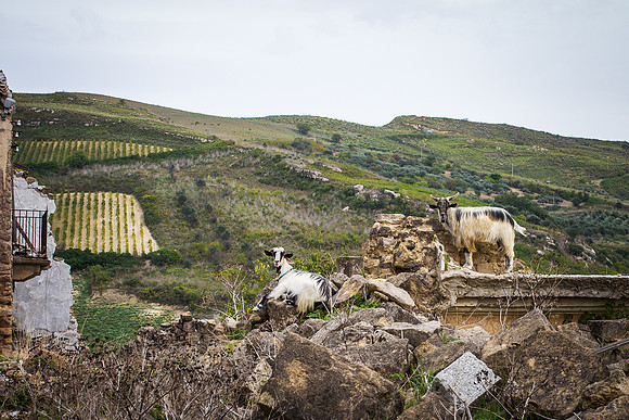 Day 3 - Ruderi Di Poggioreale, Sicily