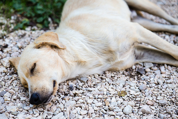 Day 1 -Sleepy Dog at Segesta
