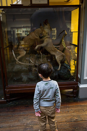 National Museum of Ireland - Natural History Museum