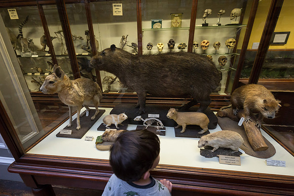 National Museum of Ireland - Natural History Museum