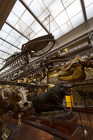National Museum of Ireland - Natural History Museum