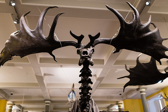 National Museum of Ireland - Natural History Museum