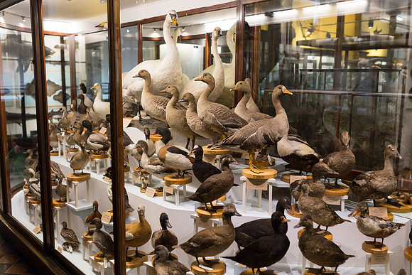National Museum of Ireland - Natural History Museum