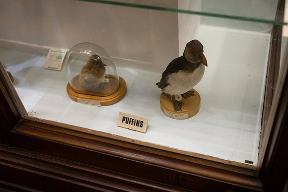 National Museum of Ireland - Natural History Museum