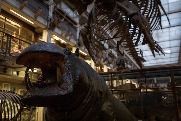 National Museum of Ireland - Natural History Museum