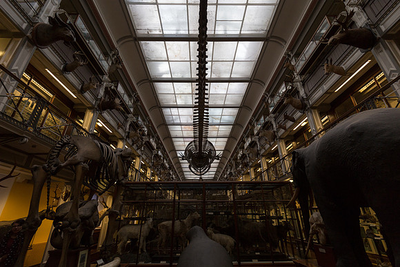 National Museum of Ireland - Natural History Museum