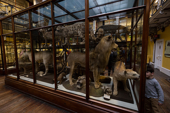 National Museum of Ireland - Natural History Museum