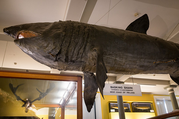 National Museum of Ireland - Natural History Museum