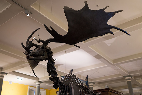 National Museum of Ireland - Natural History Museum
