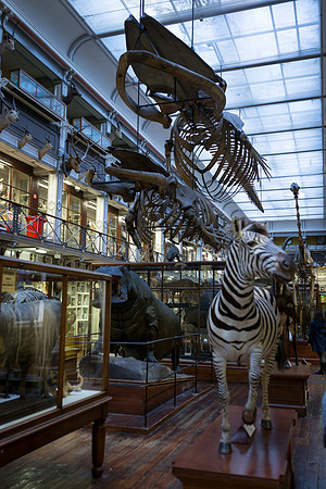 National Museum of Ireland - Natural History Museum