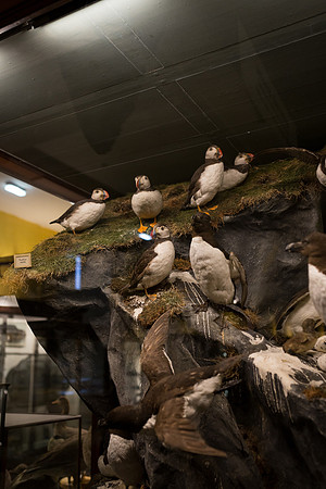 National Museum of Ireland - Natural History Museum