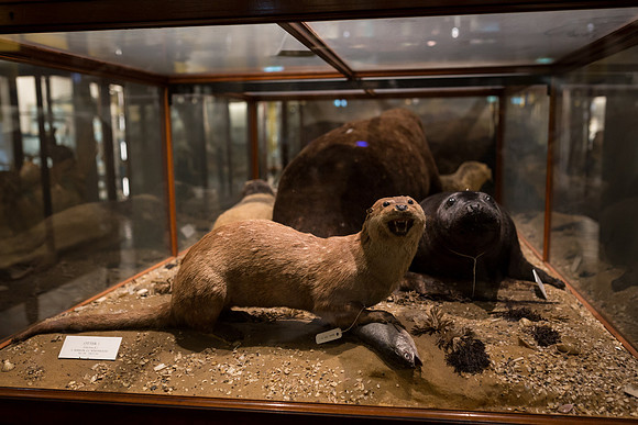 National Museum of Ireland - Natural History Museum