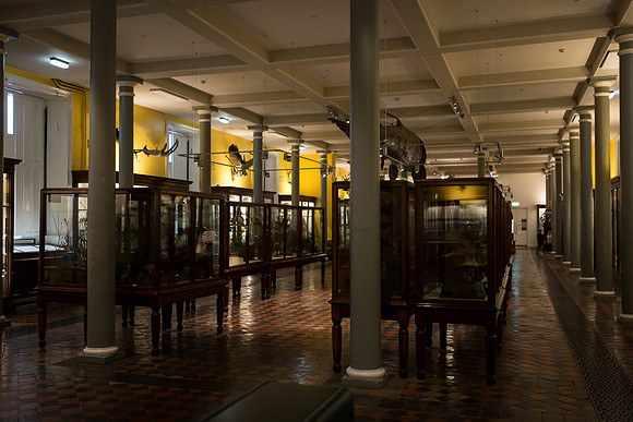 National Museum of Ireland - Natural History Museum