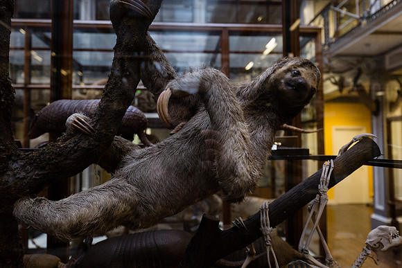 National Museum of Ireland - Natural History Museum