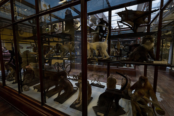 National Museum of Ireland - Natural History Museum