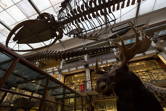 National Museum of Ireland - Natural History Museum