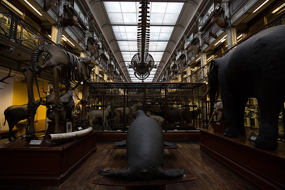 National Museum of Ireland - Natural History Museum