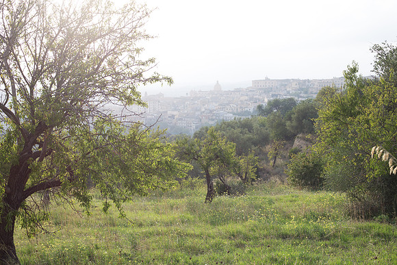 Day 12 - Noto Amongst the Trees