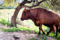 Day 2  - Trapani Cow