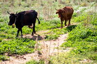 Day 2  - Trapani Cows